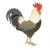 Coq