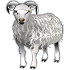 mouton0