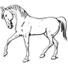 cheval3