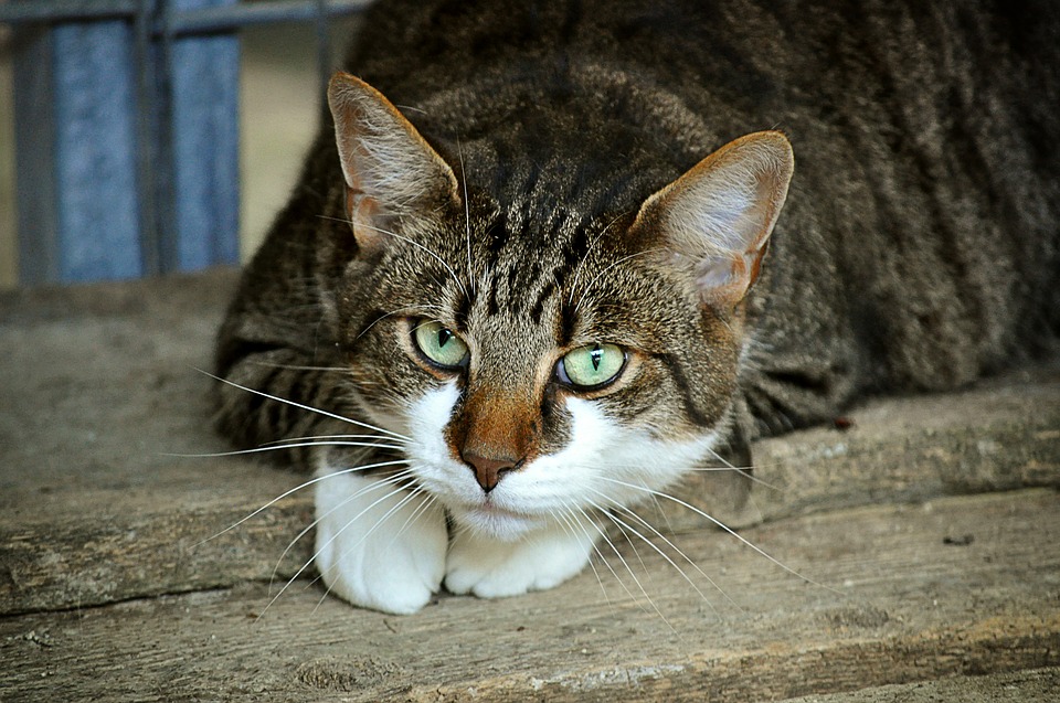 un chat
